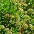 Thymus marschallianus -- Steppen-Thymian